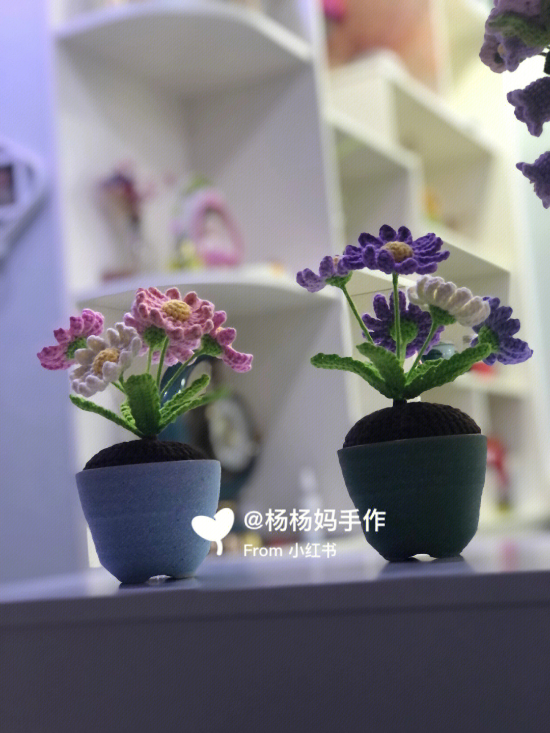 小雏菊盆栽