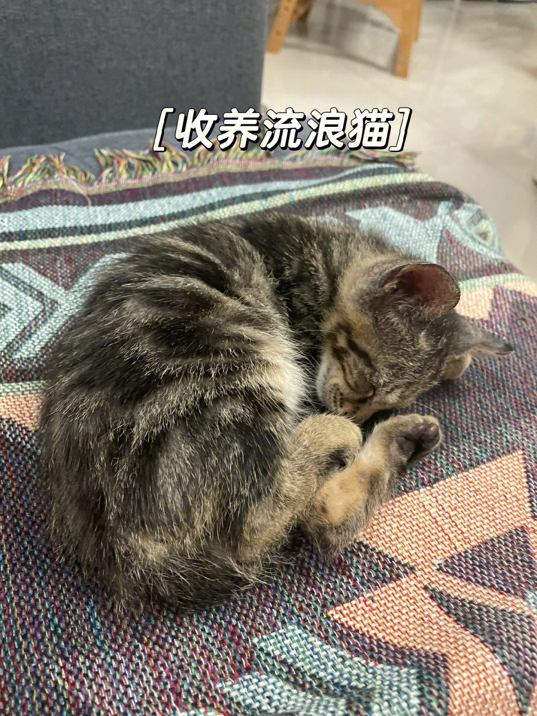 洛阳流浪猫收养中心图片