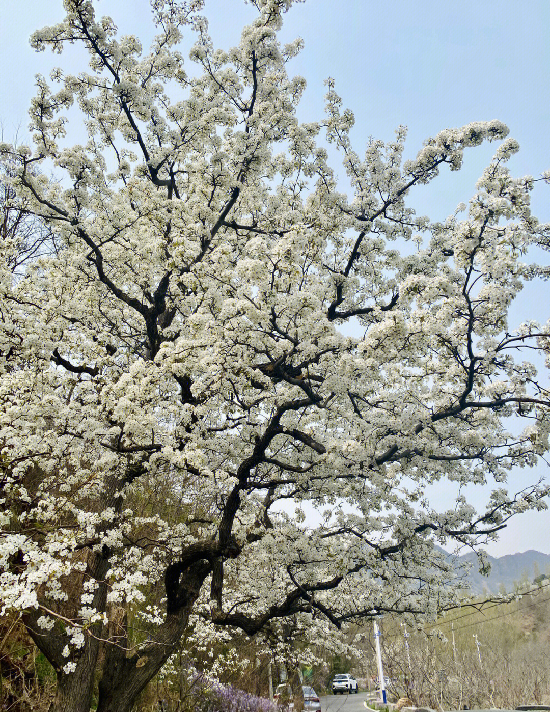 这周盛花期,漫山遍野都是梨花,还有桃花