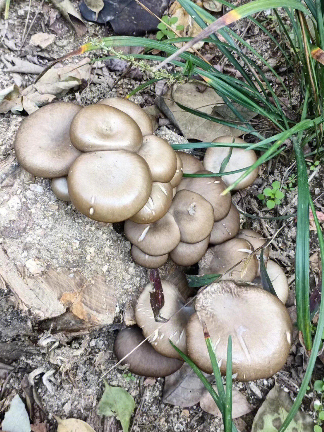 像平菇的野生蘑菇图片