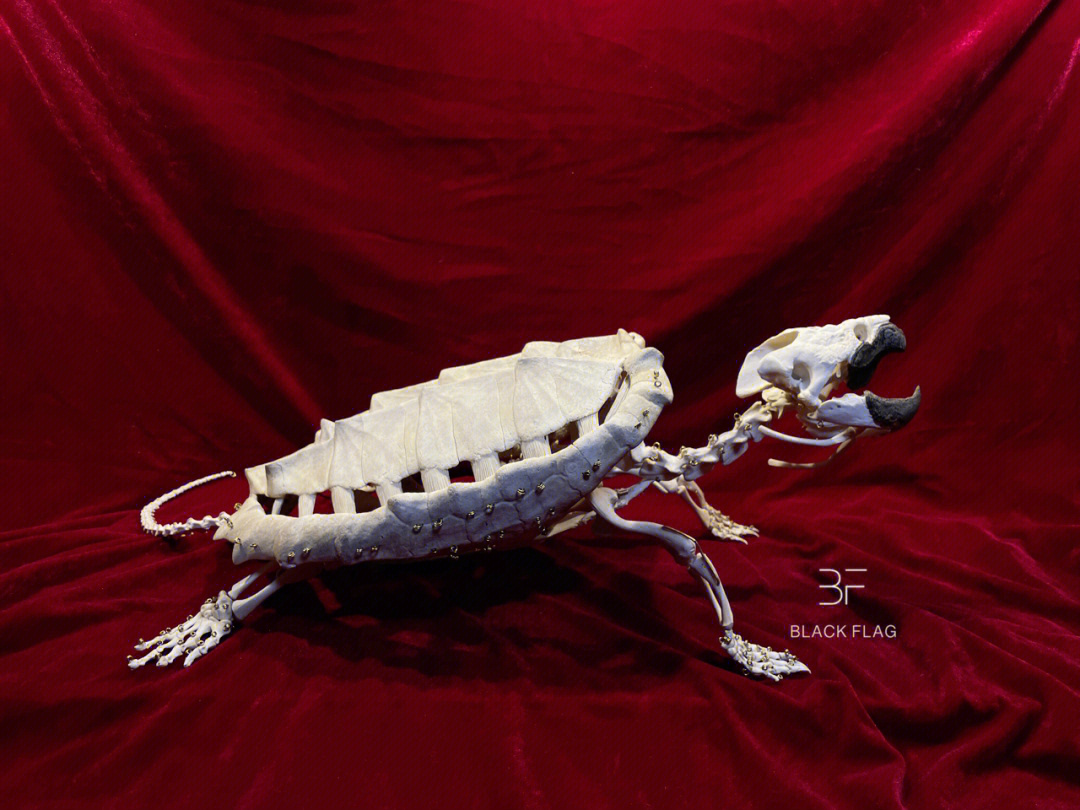 大鳄龟骨骼标本装置标本物理连接标本