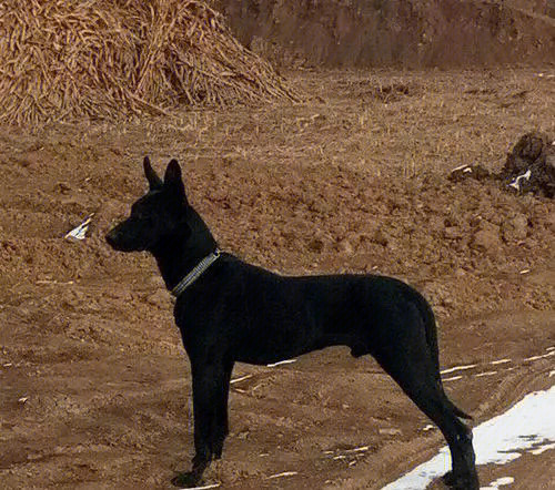 06 墨界黑狼犬,是一种全身纯黑,短毛,双耳挺立的大型狼犬