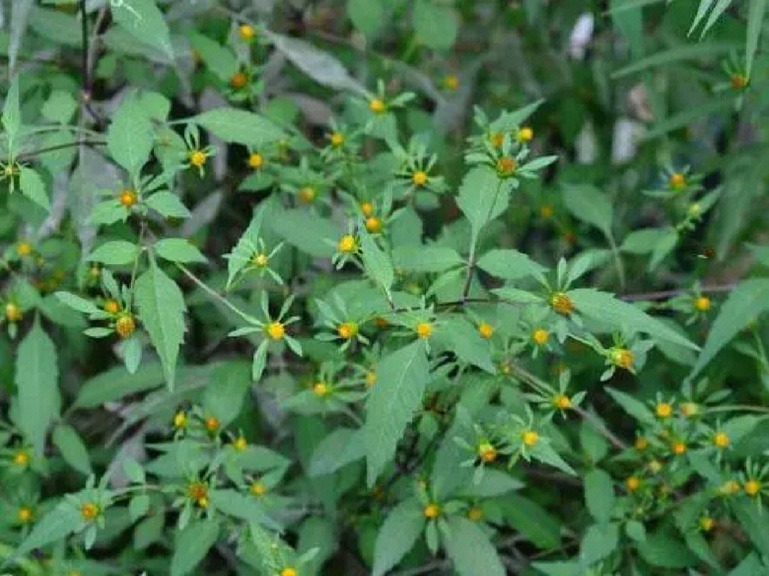 狼把草菊科鬼针草属一年生草本植物