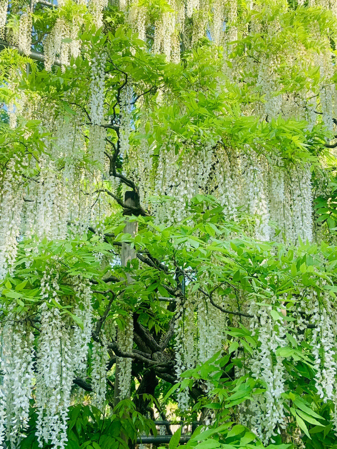 足利花卉公园图片