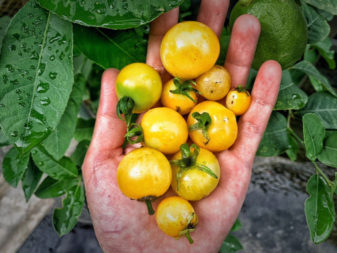 黄色矮生小番茄自种