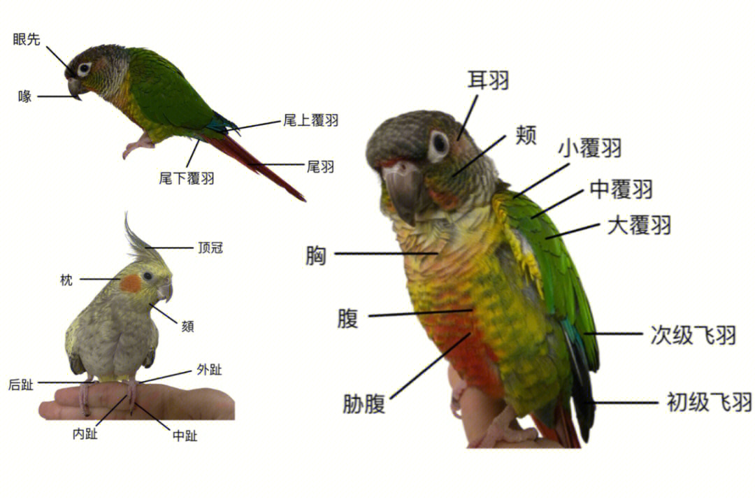 00鹦鹉解剖结构