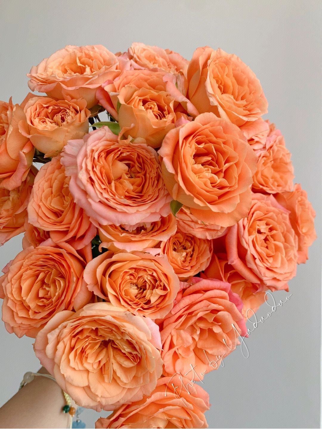 杏色蕾丝玫瑰花语图片