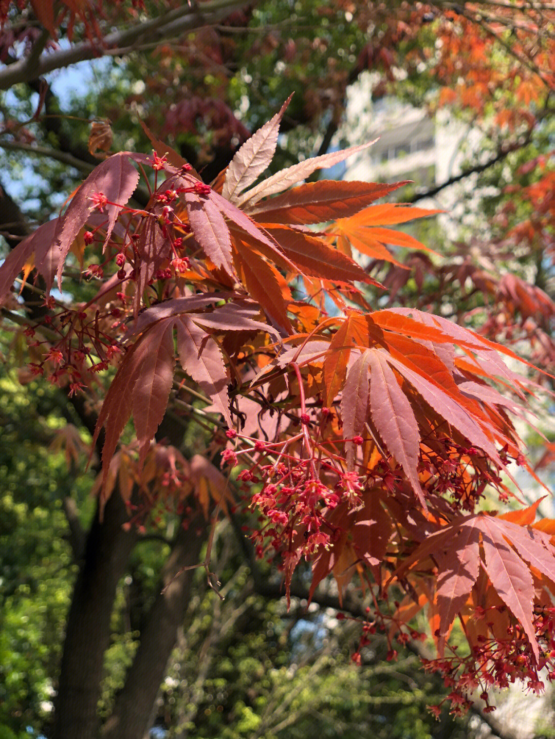 原来红枫也是会开花的