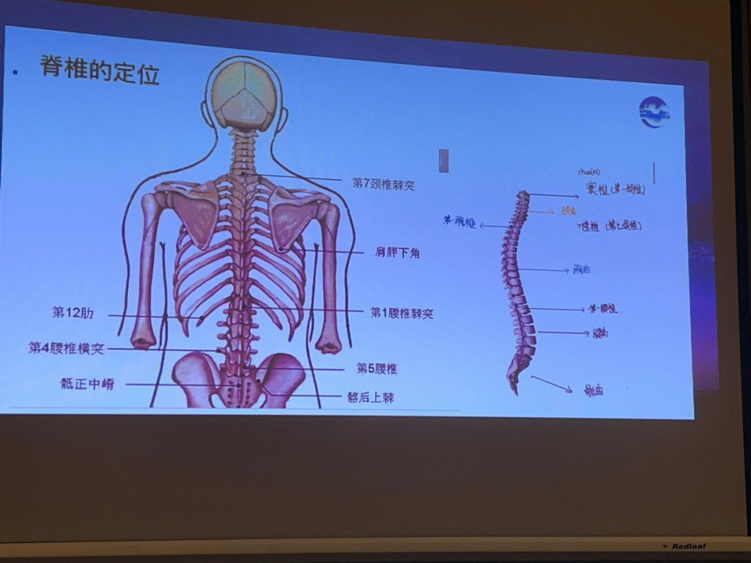 脊柱是健康之源人的衰老从脊柱开始,脊柱的生理曲度发生变改变,会影响