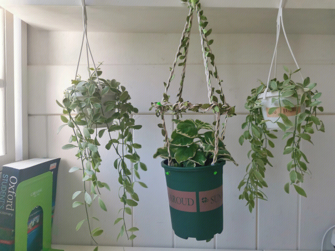 植物课用萝卜制作吊篮图片
