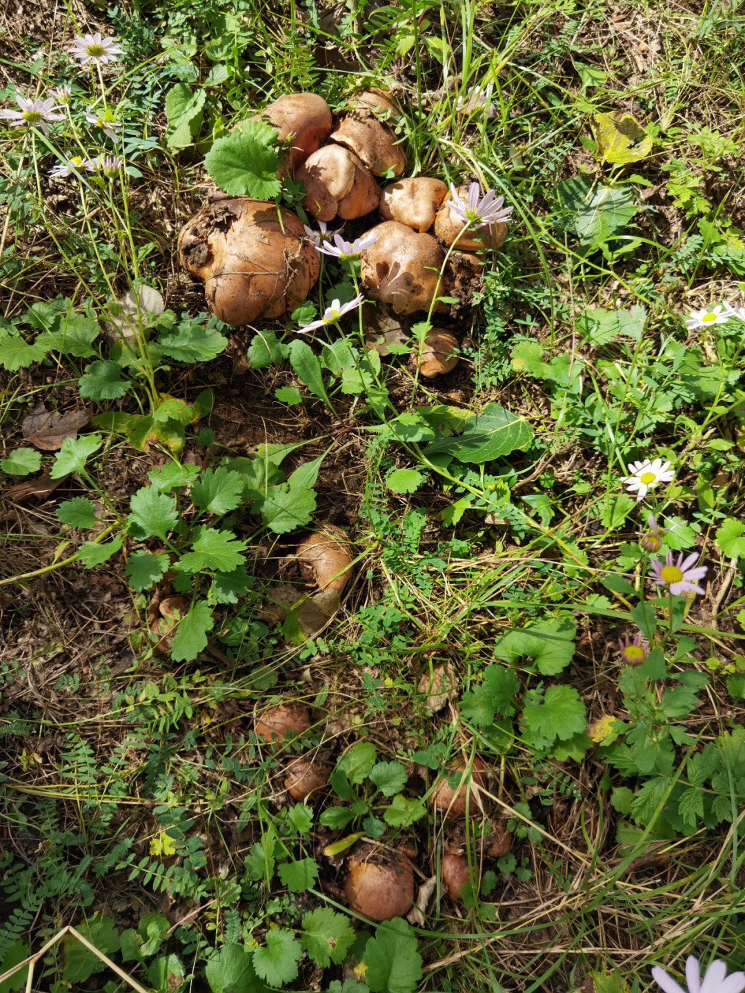 又到了采蘑菇的季节了杨树口菇
