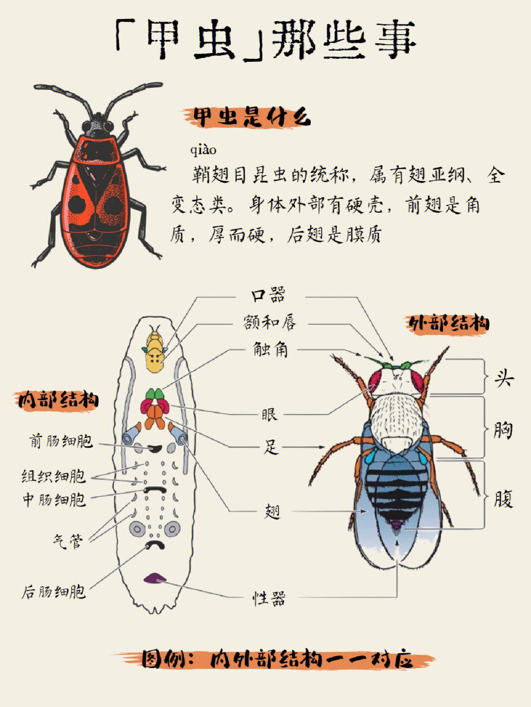 甲虫的生活特征图片