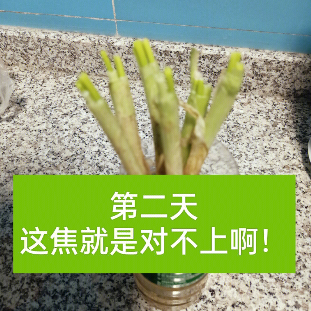 小葱成长日记图片