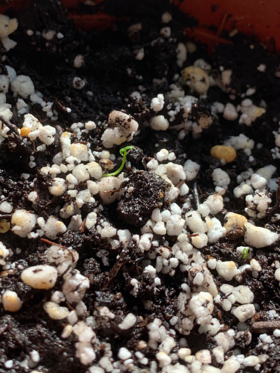 历时两个半月蓝莓种子终于发芽了