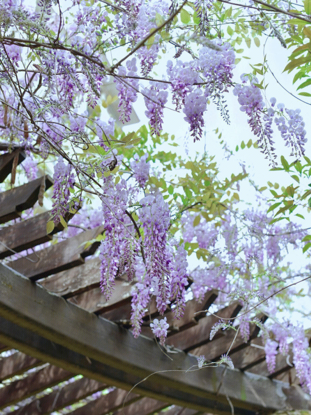 紫藤花样子描写图片