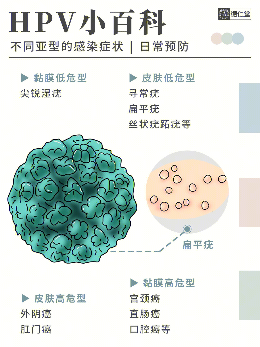 人乳头瘤病毒结构图图片