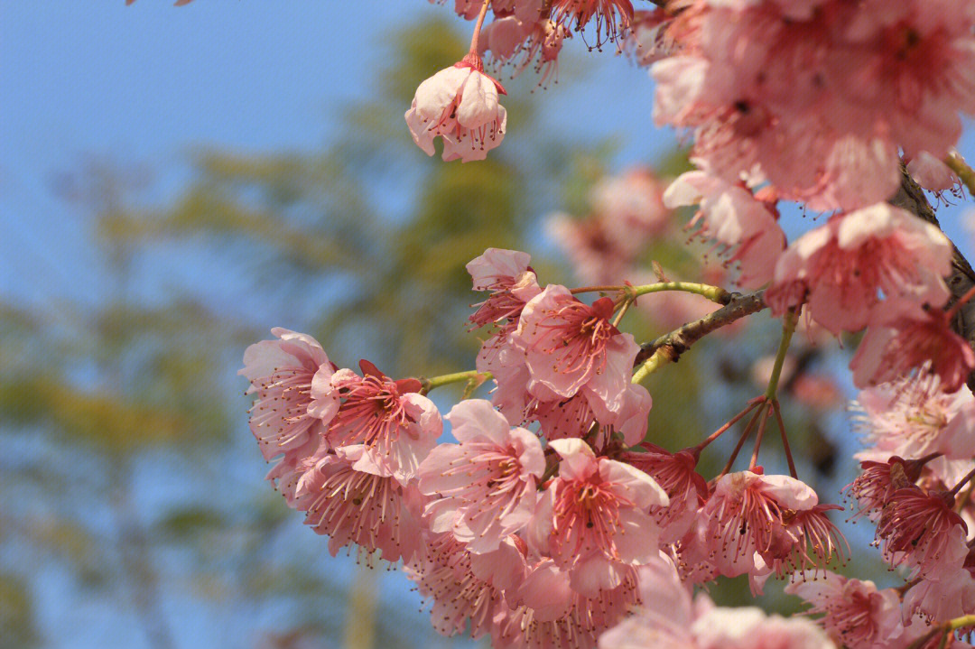 重庆璧山樱花图片