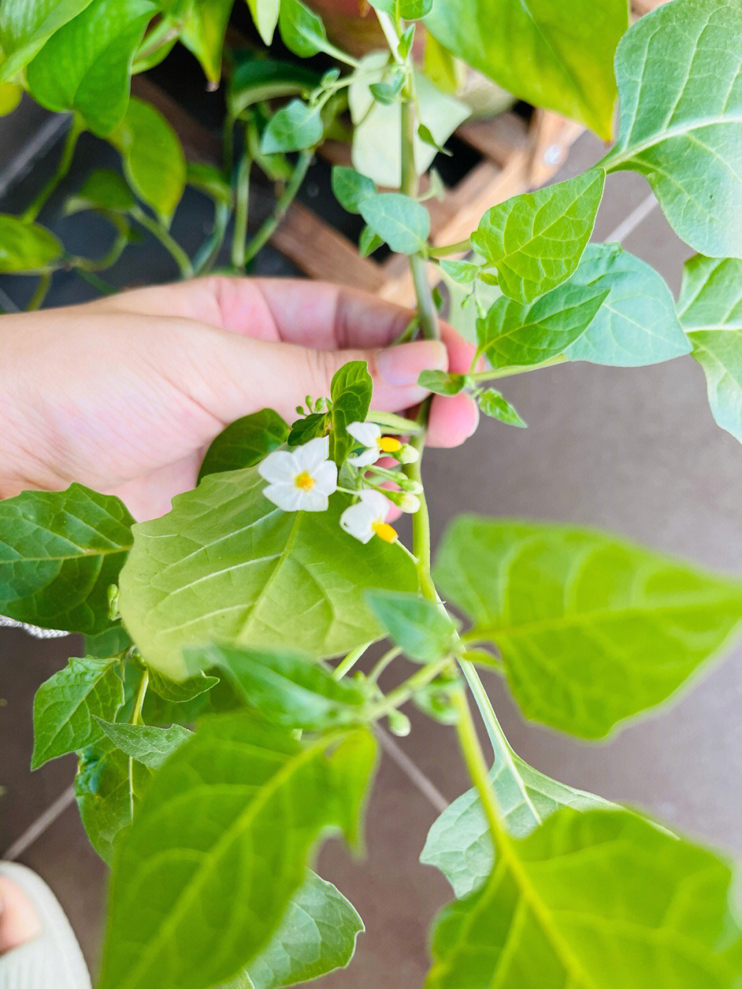 什么植物混在绿萝里长了好久还开花了