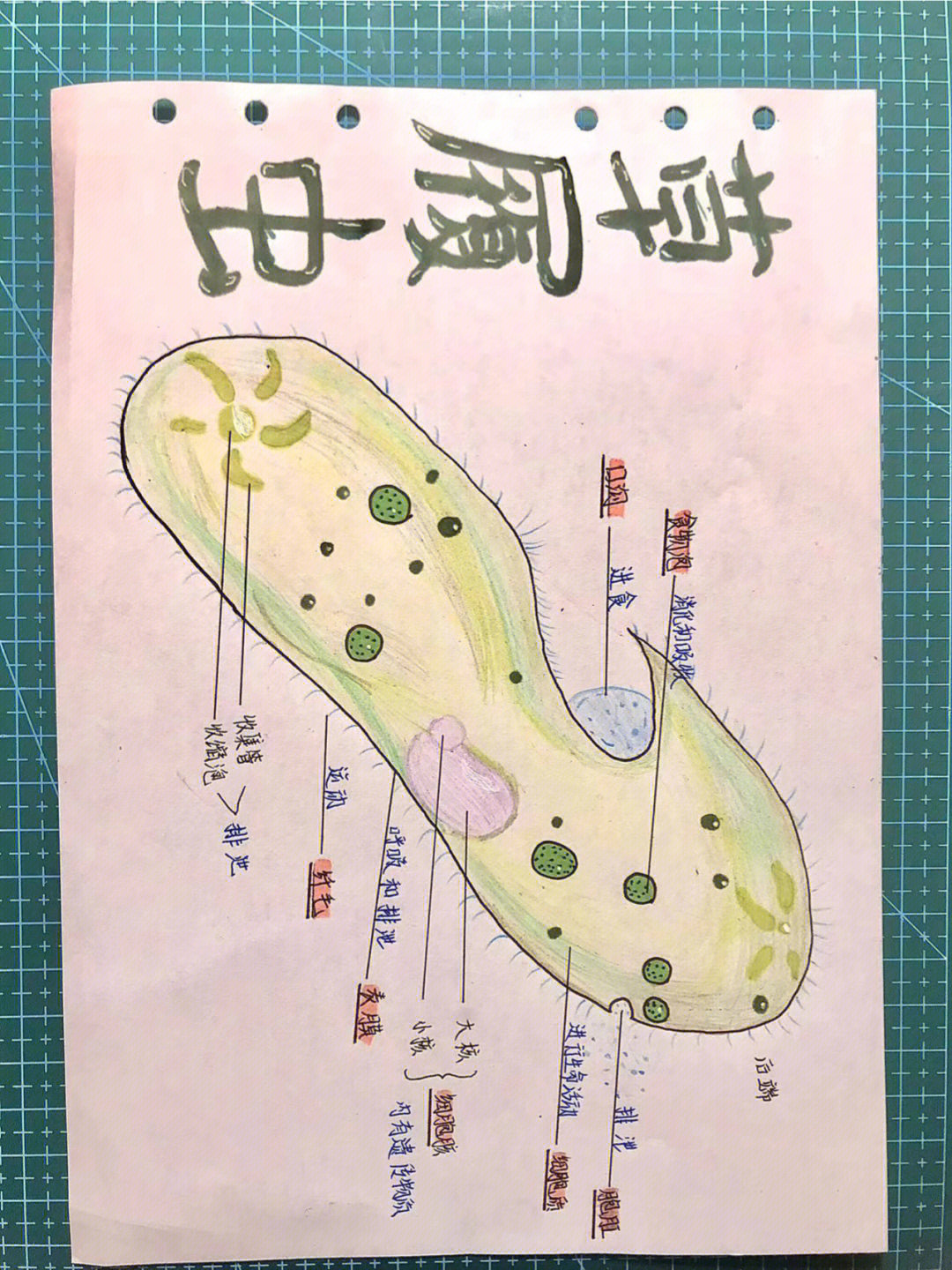 七年级上册生物草履虫结构图