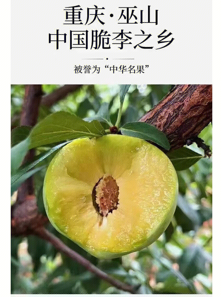 巫山脆李 宣传图片