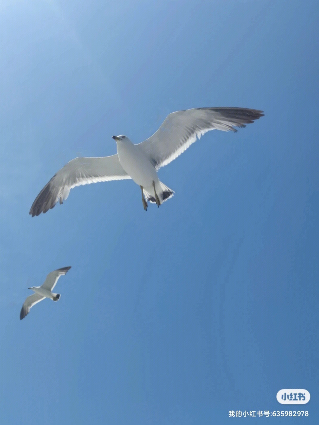 海鸥翱翔过的天空