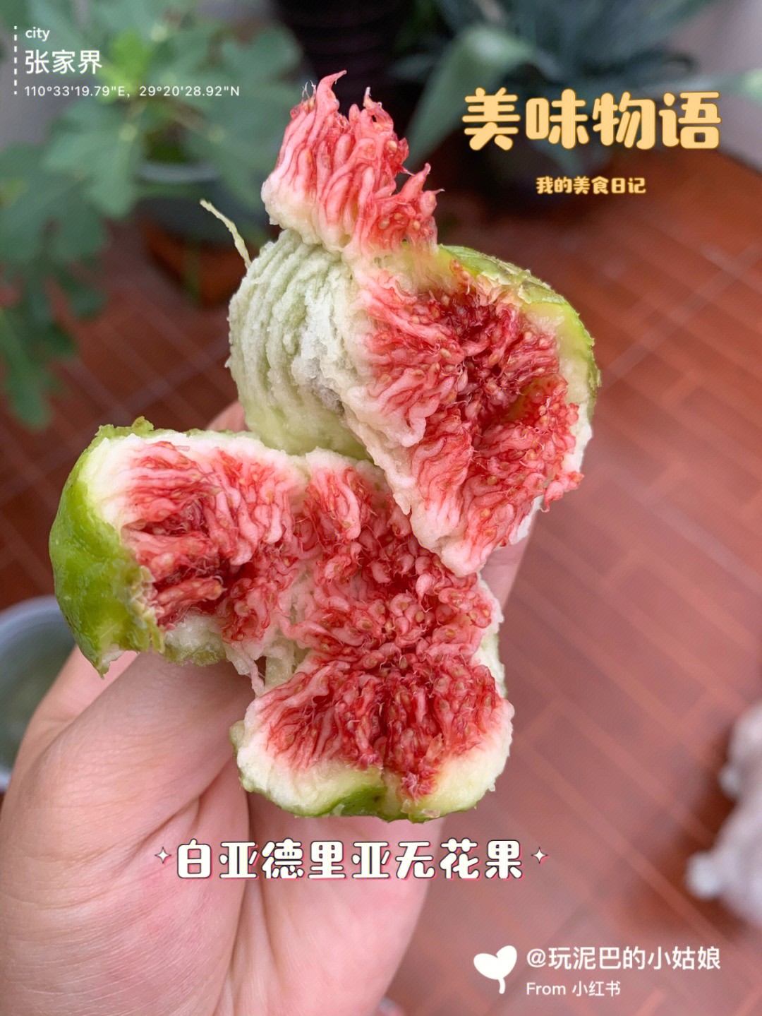 白亚德里亚无花果