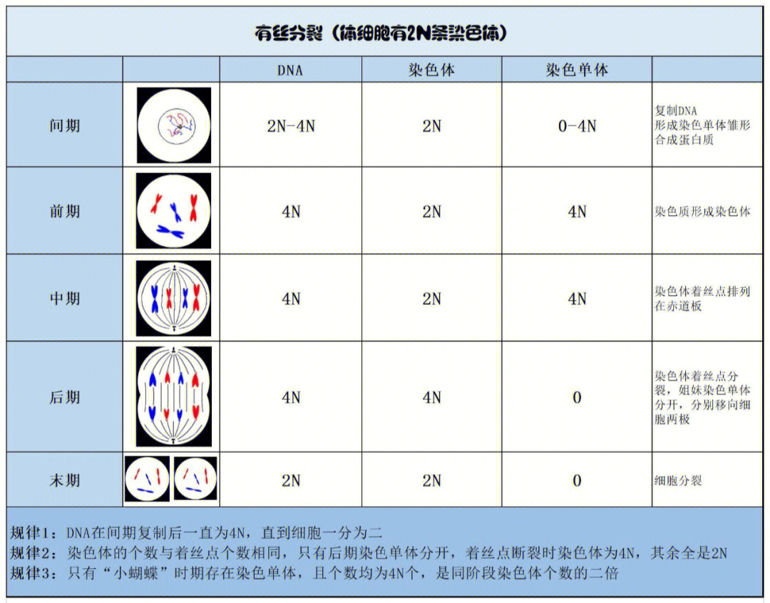 高中生物有丝减数分裂染色体个数变化对比