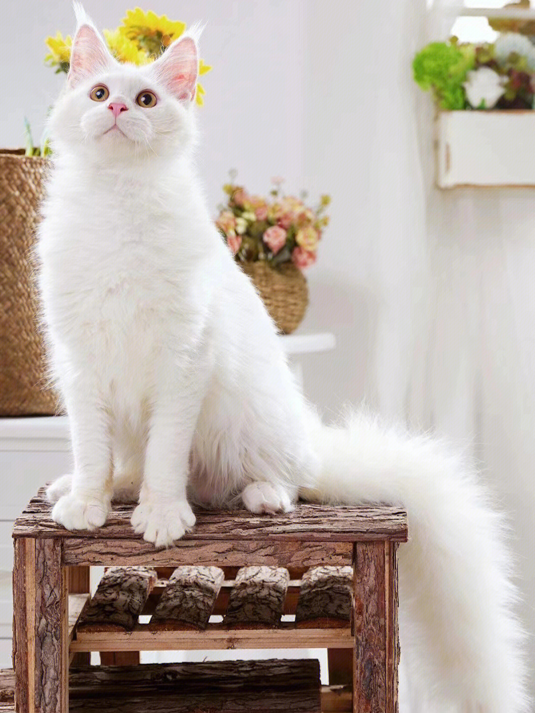 纯白缅因猫坐标广州番禺可上门看猫