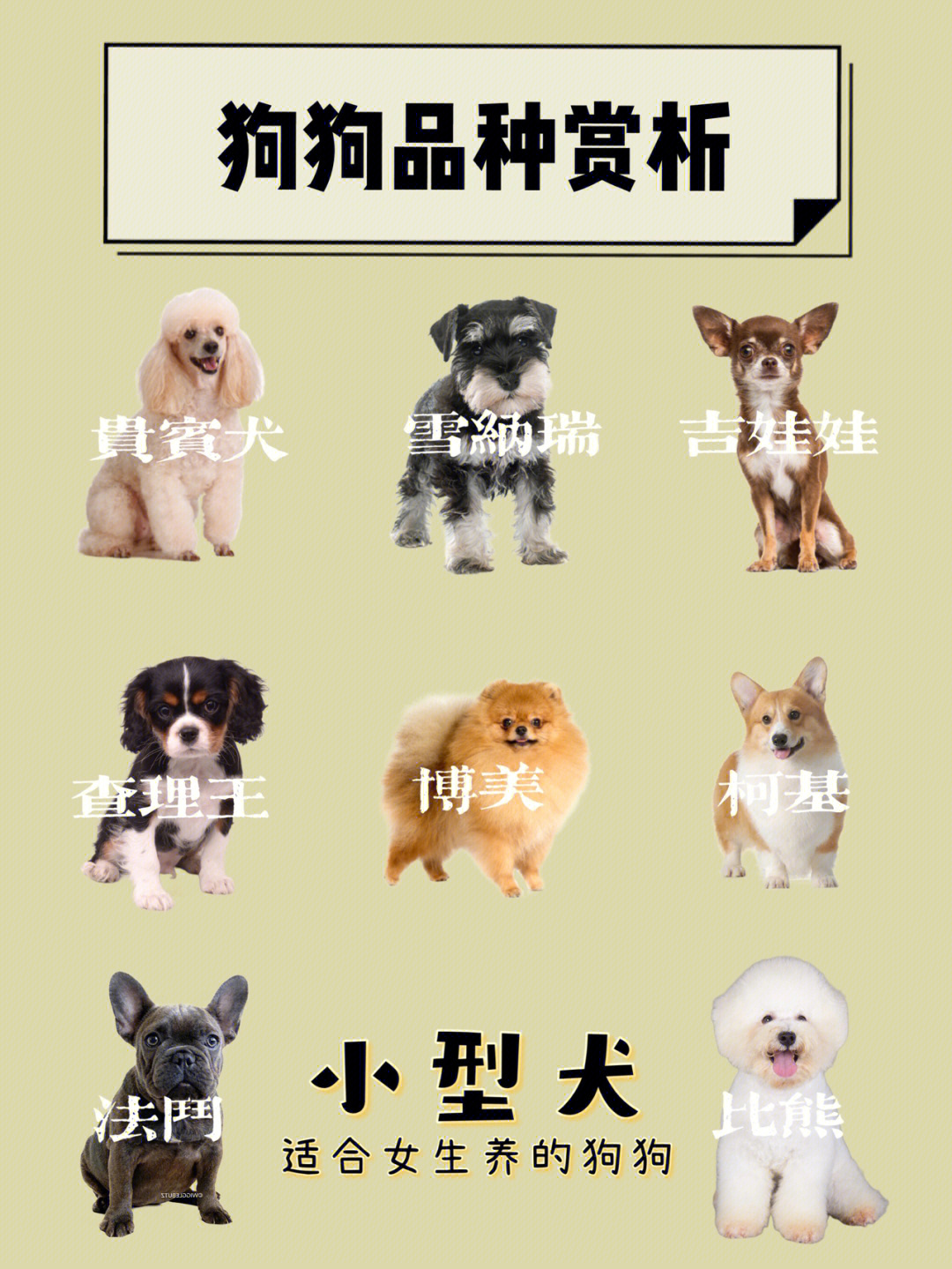 小型宠物狗品种名字图片