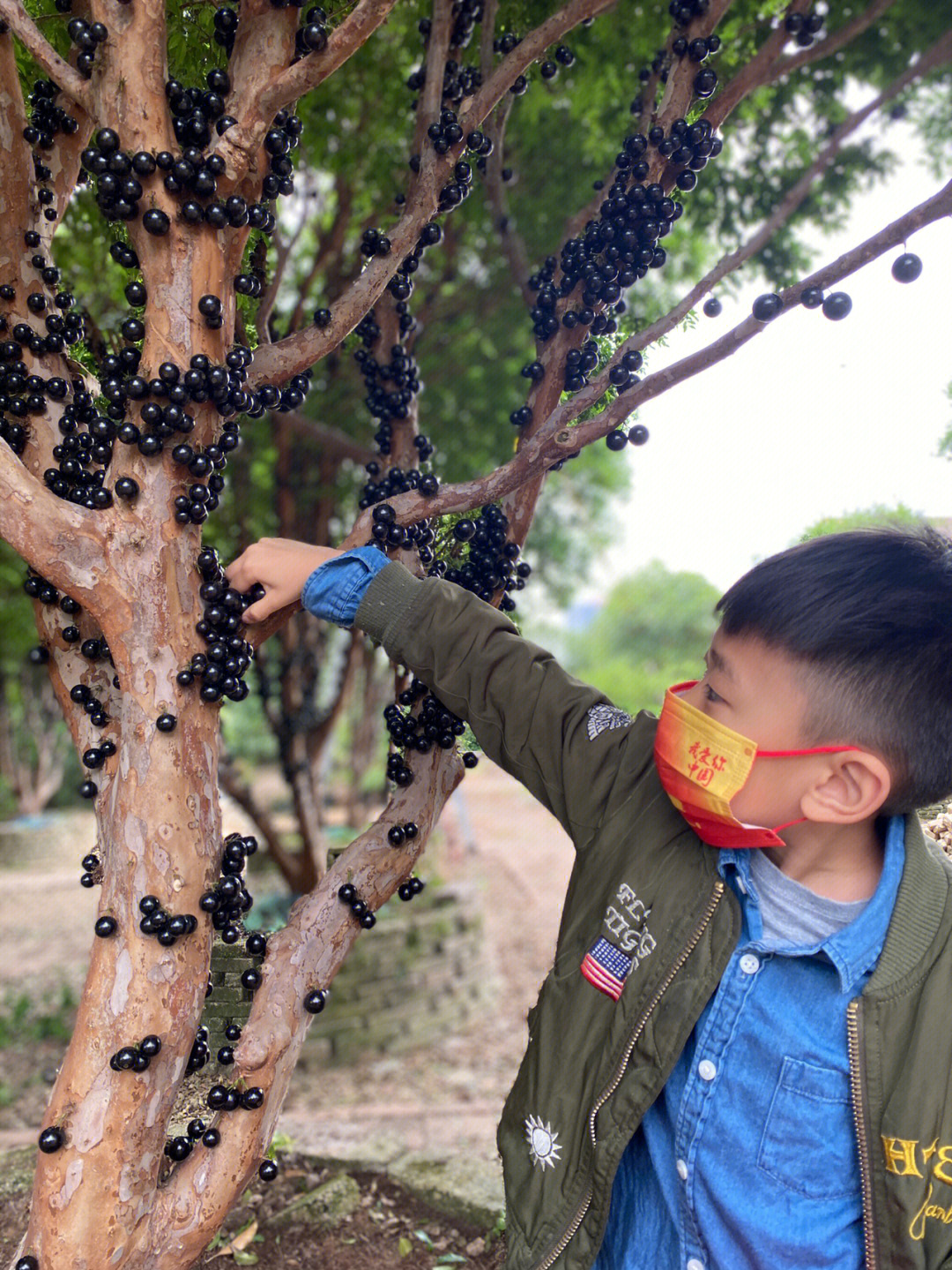 东莞嘉宝果种植基地图片