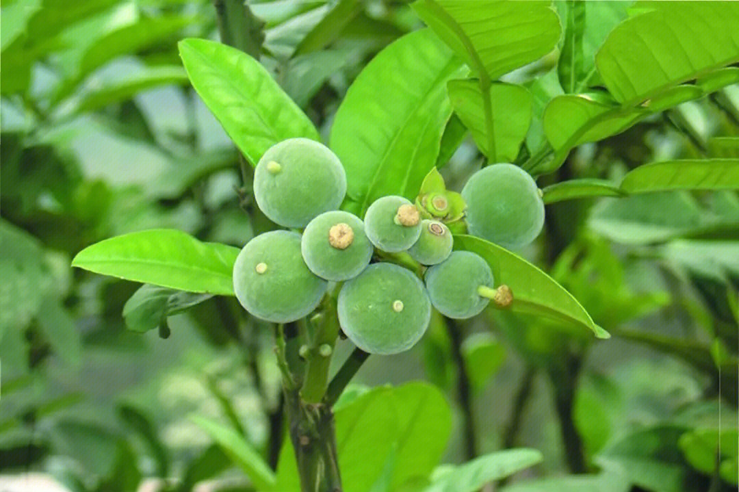 大量化橘红胎果化橘红小果产地直供