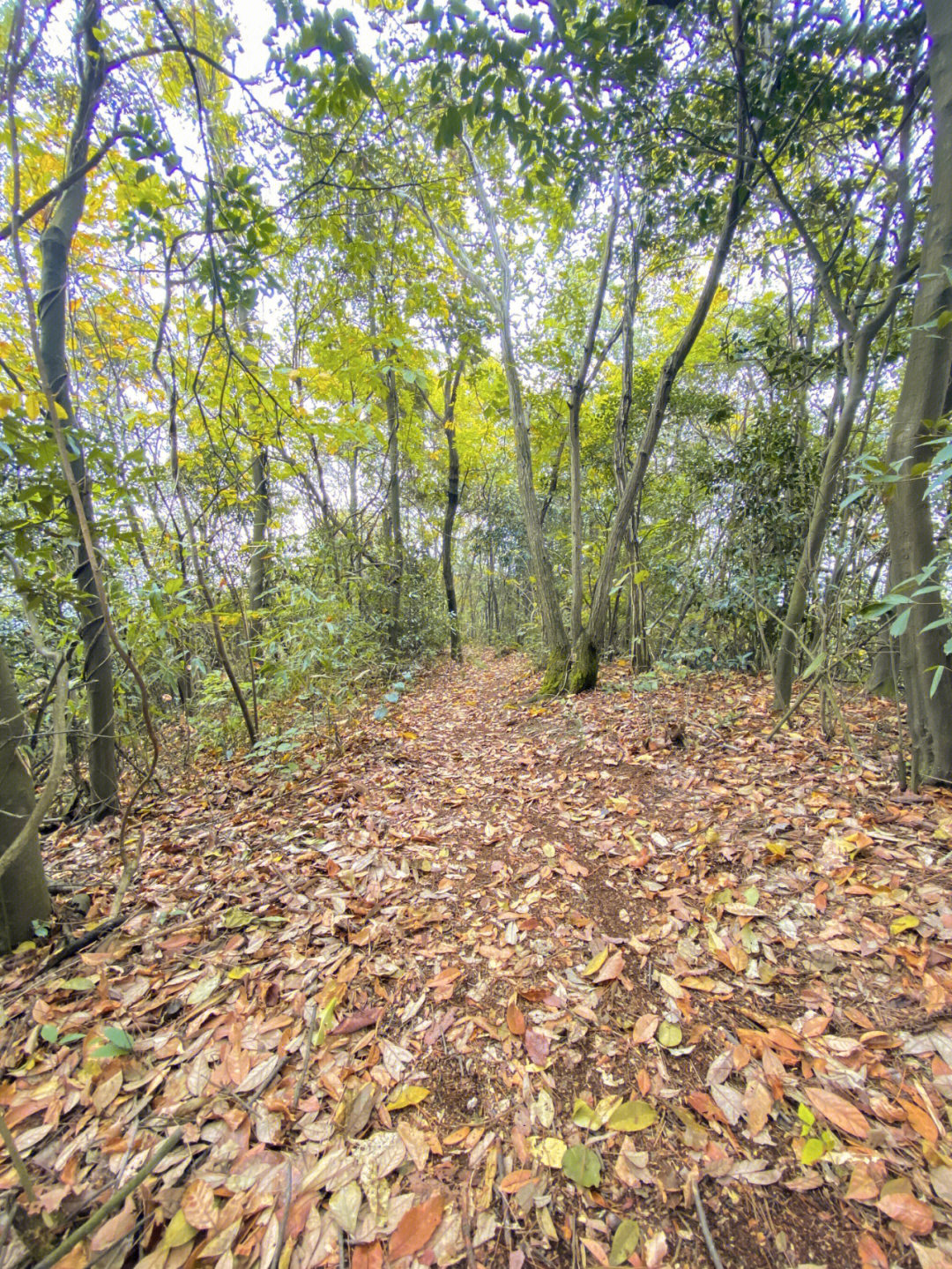 招远市毕郭镇大霞坞村图片