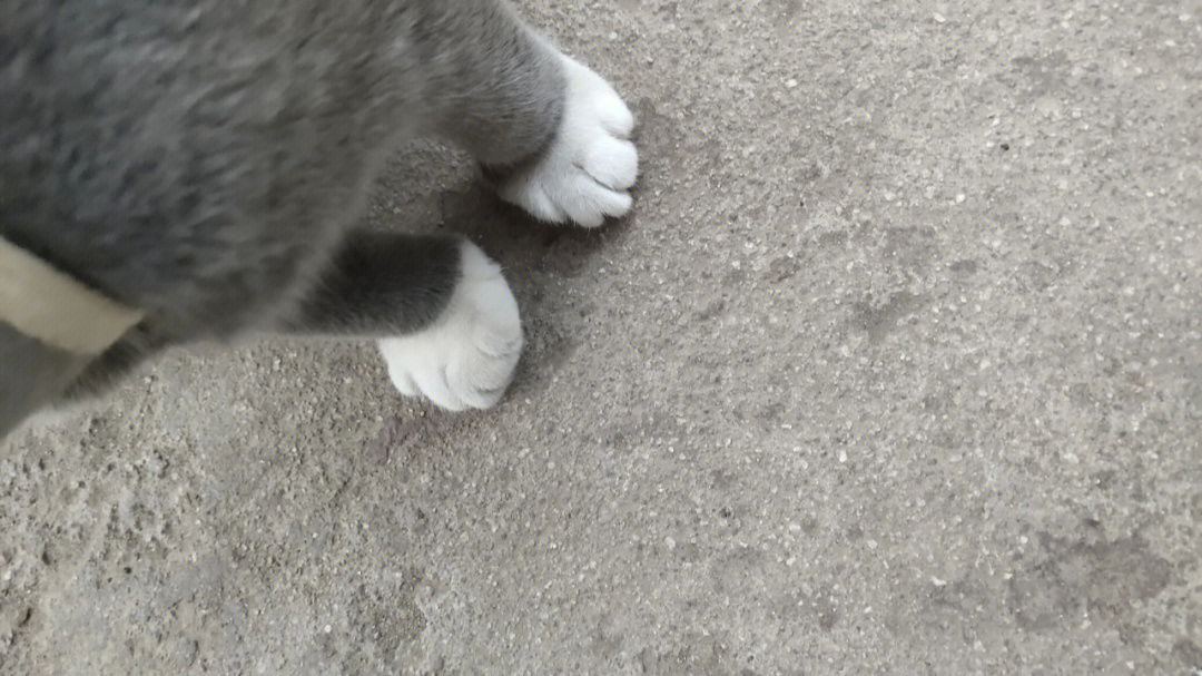 小猫前腿畸形矫正图片图片