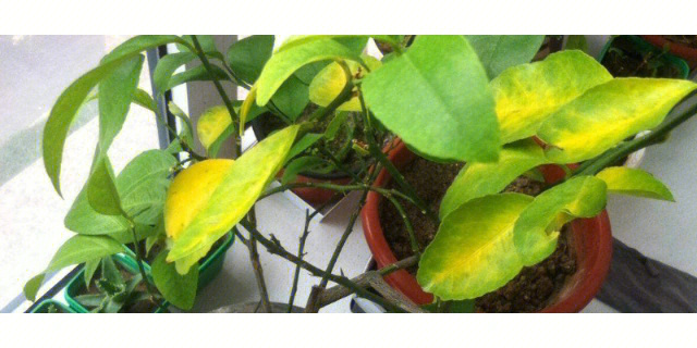 盆栽柠檬黄叶图解图片