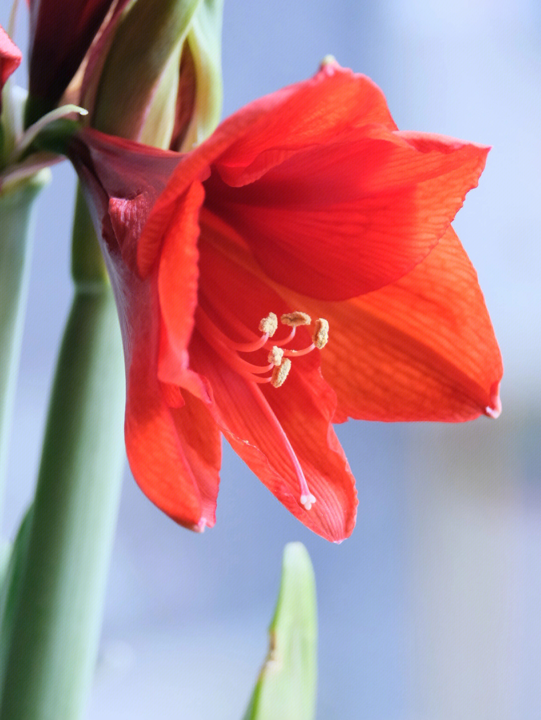 红蜡花花语图片