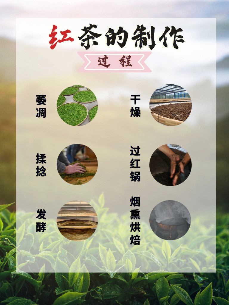 因而发酵也是红茶制作中最重要的工序,也是与制作其他茶叶最显著的