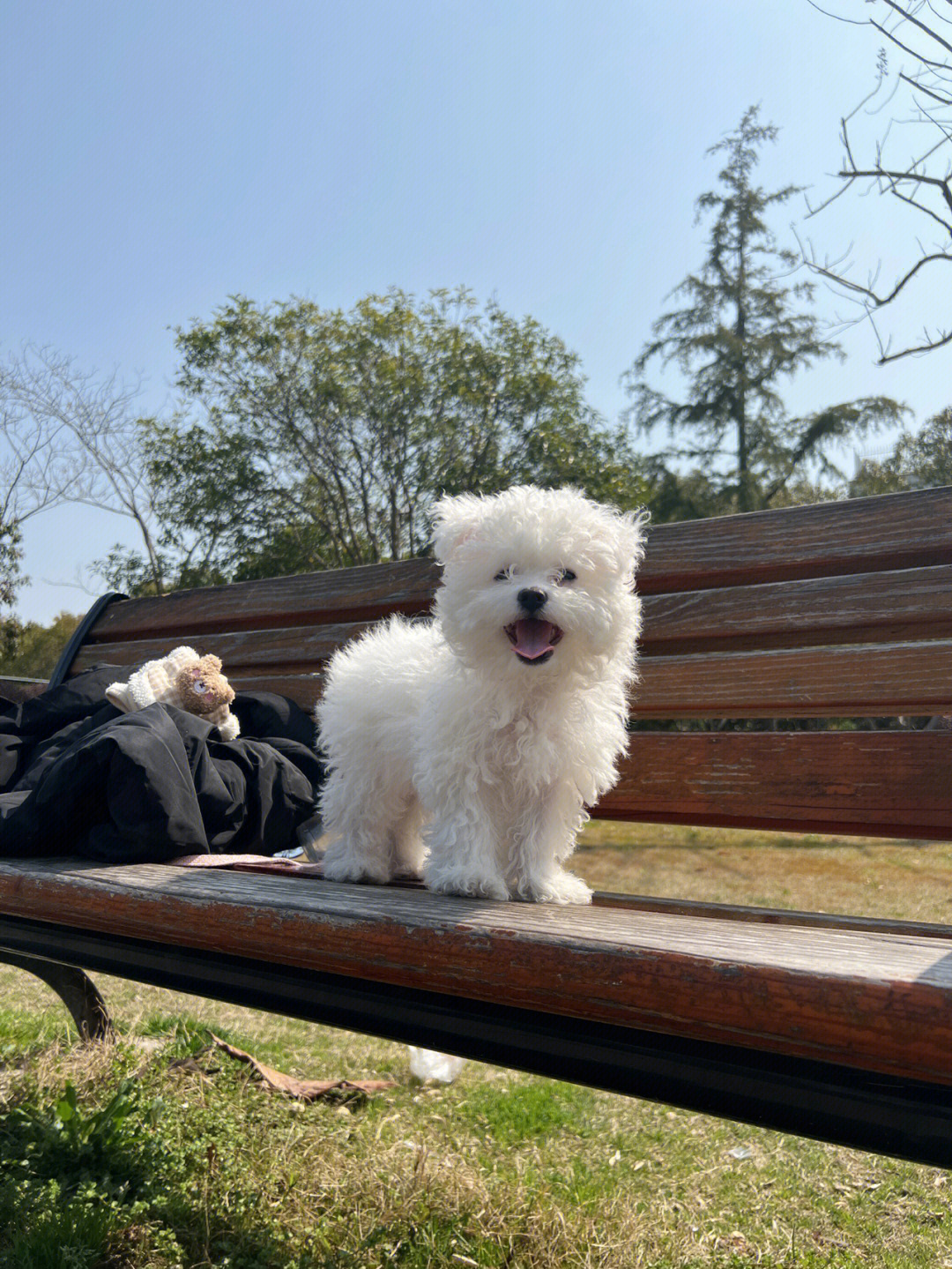 正宗比熊犬图片长大后图片