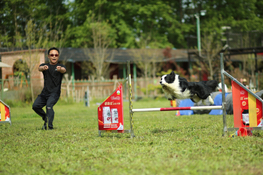 是只能参与秀犬的比赛,敏捷,飞盘一样也很行#我家宠物好可爱#边牧