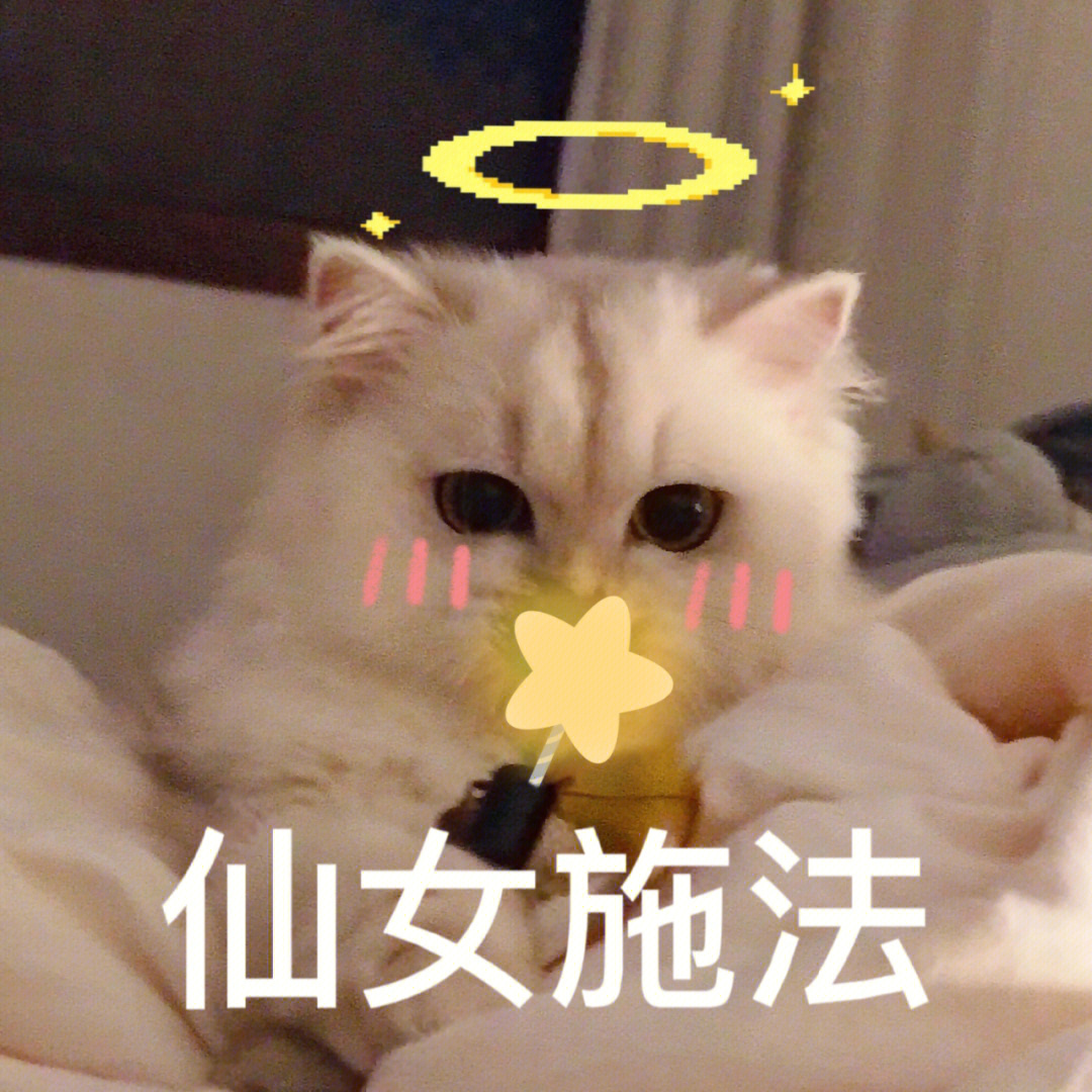 关于我家小猫的一波表情包