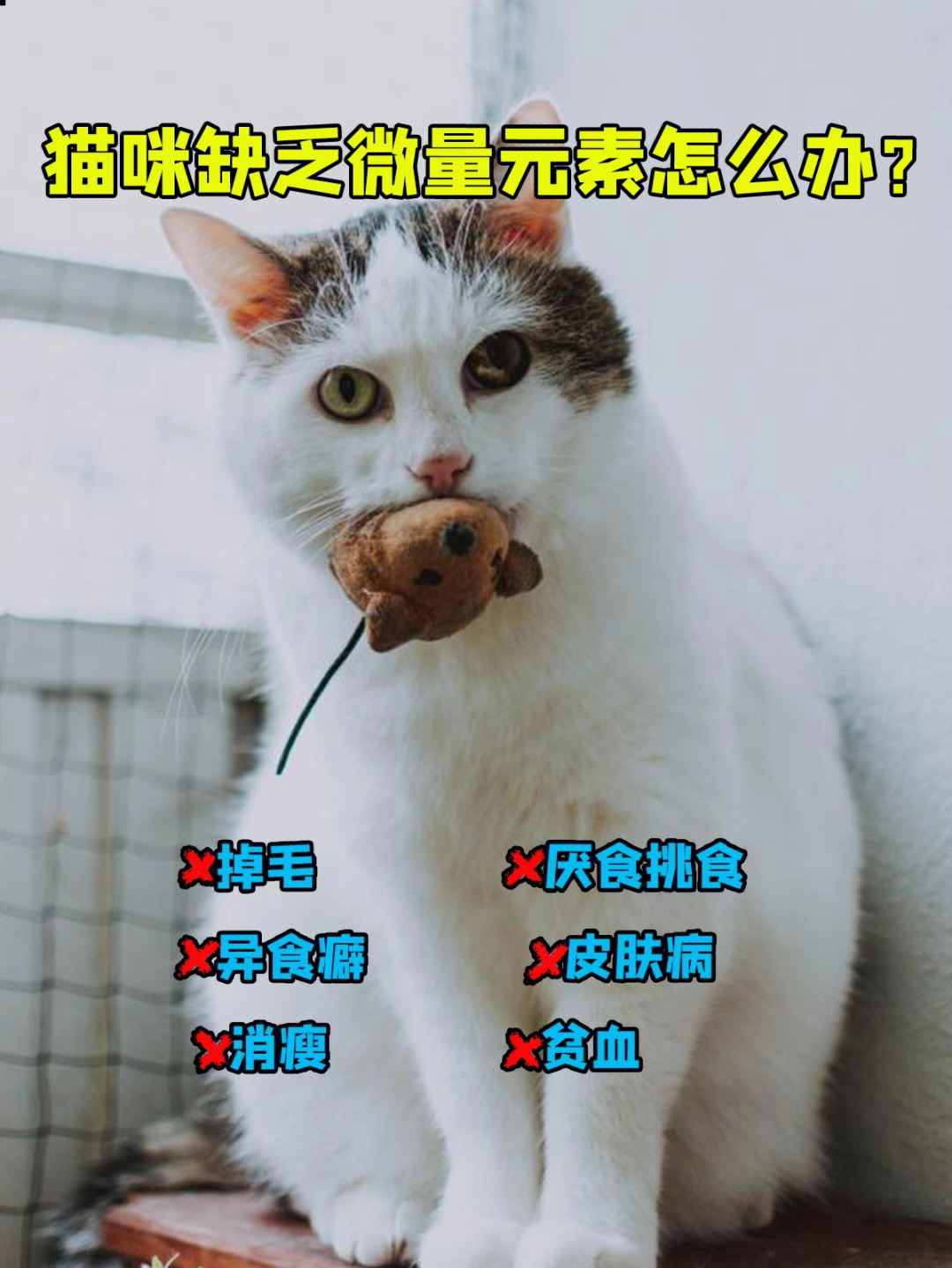 7015但是微量元素对于猫咪的成长发育,也有着不可或缺的地位哦!