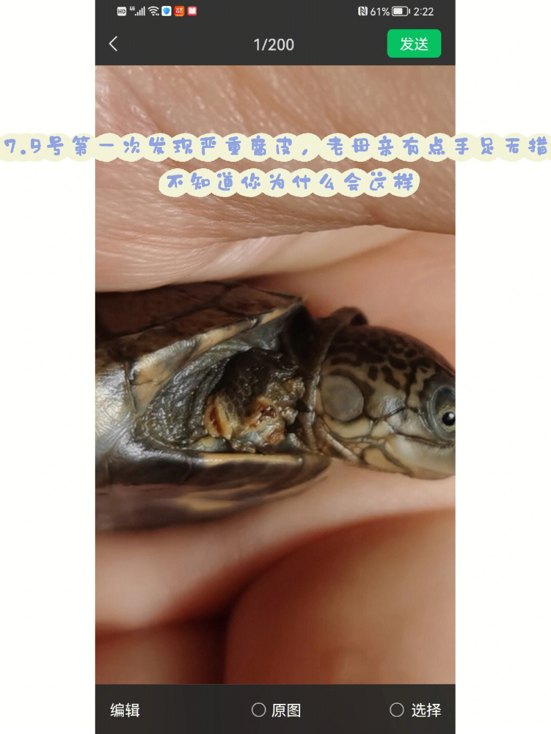 乌龟腐甲图解图片