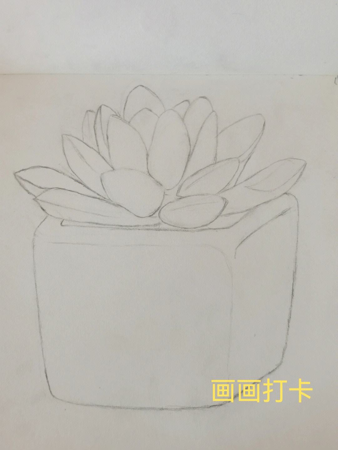 多肉素描简单图片