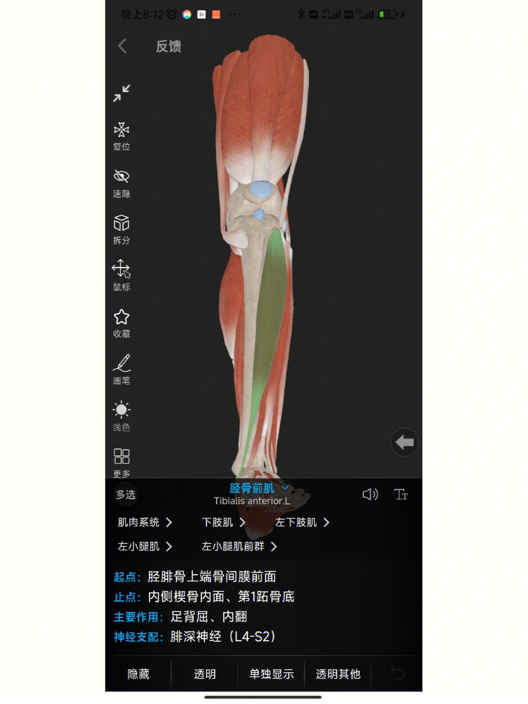 腓骨短肌起止点图片