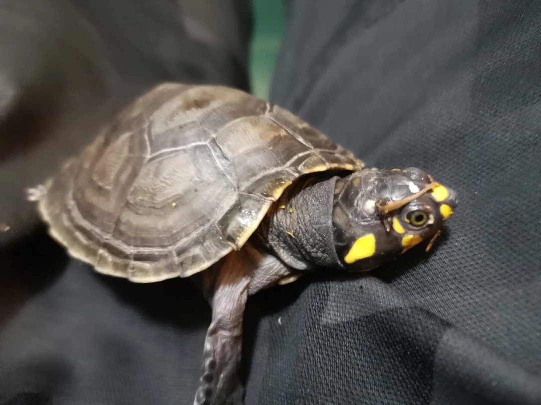 黄头侧颈龟 常见病图片