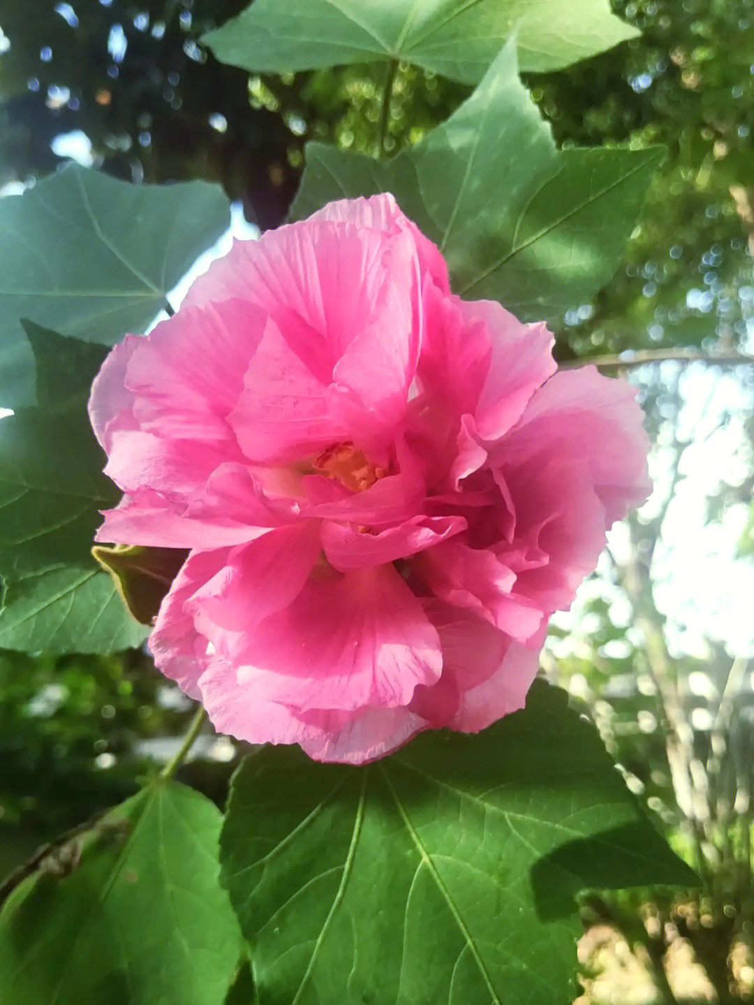 木芙蓉成都市花