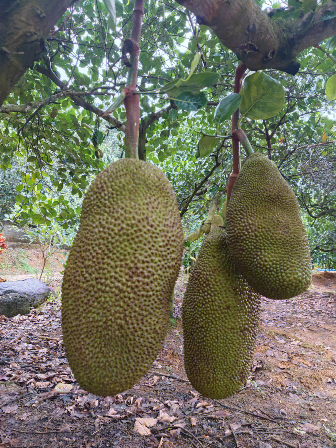 果园直发海南菠萝蜜