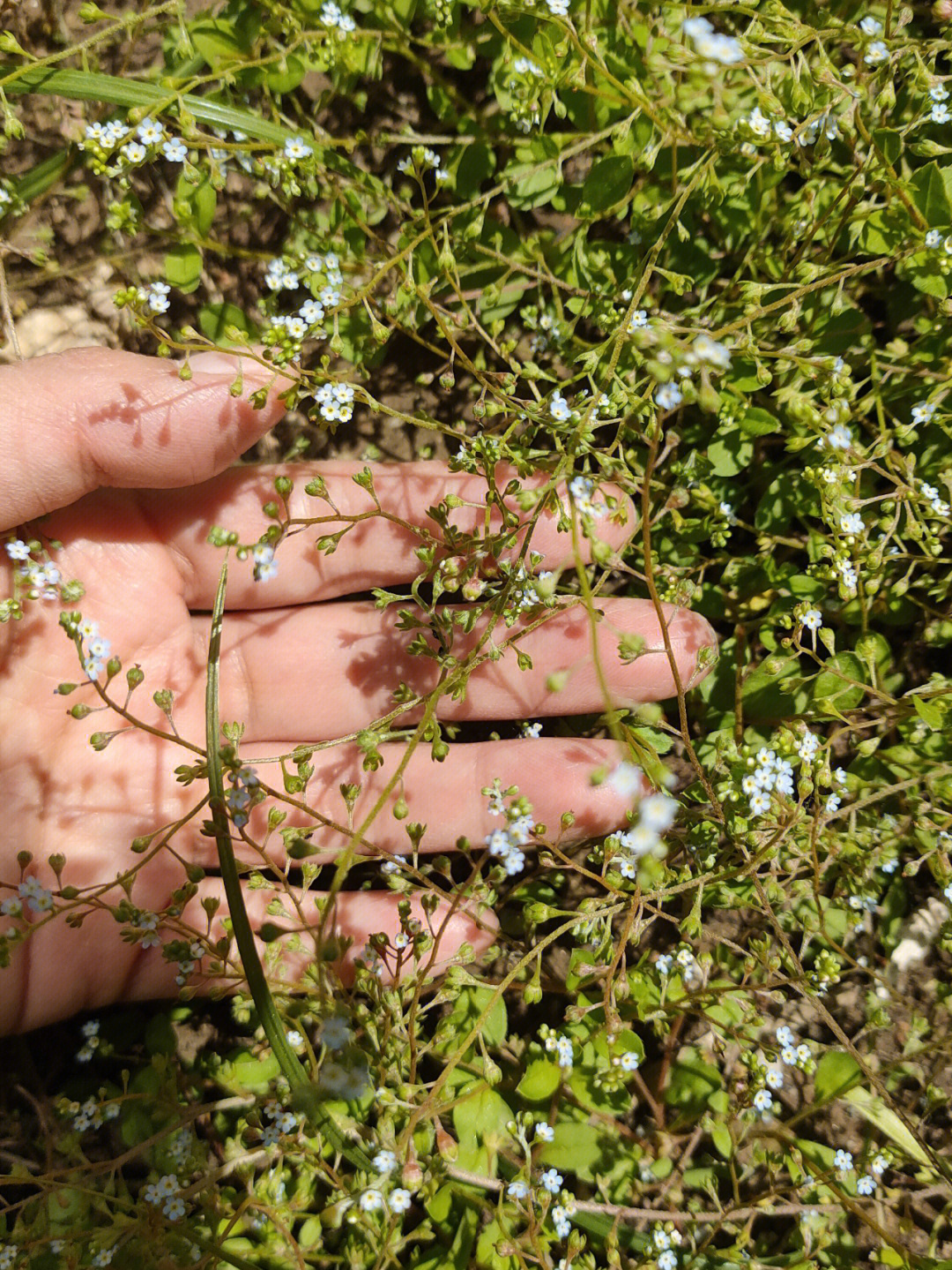 苔花什么时候开图片