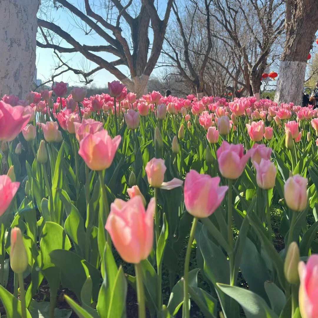 郁金香花海