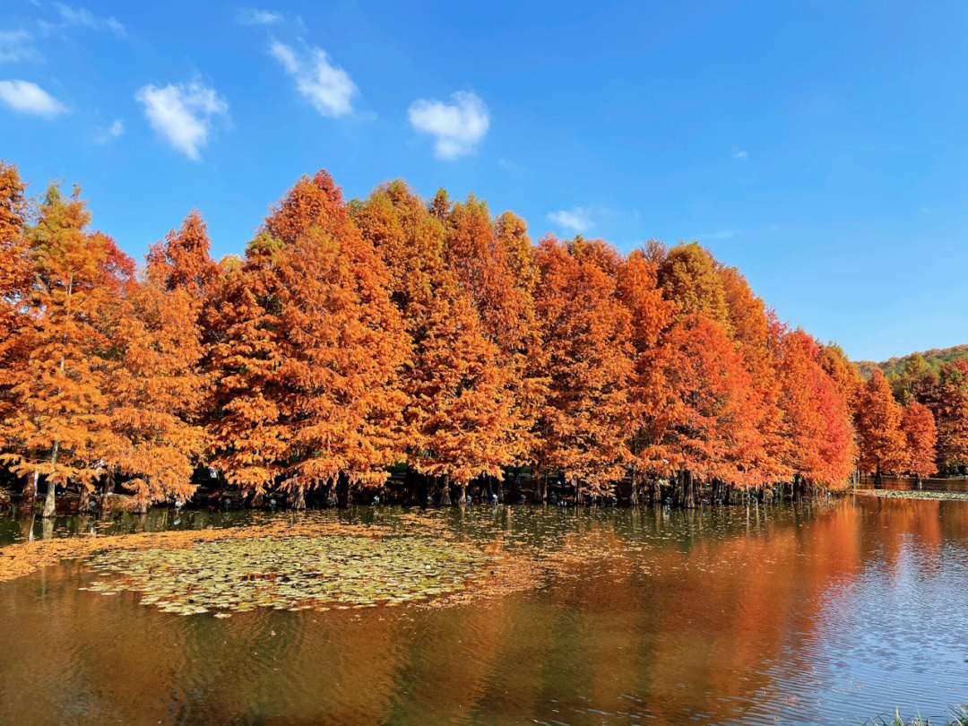 南京旅游#南京旅行#明孝陵#你好秋天#落羽杉免费的永远是最