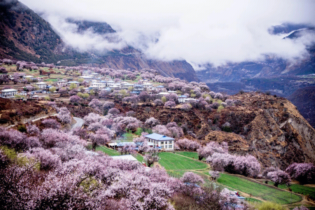 林芝52旅编制图片